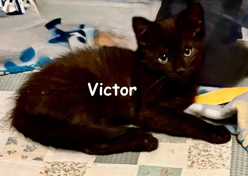 Victor thumbnail 4
