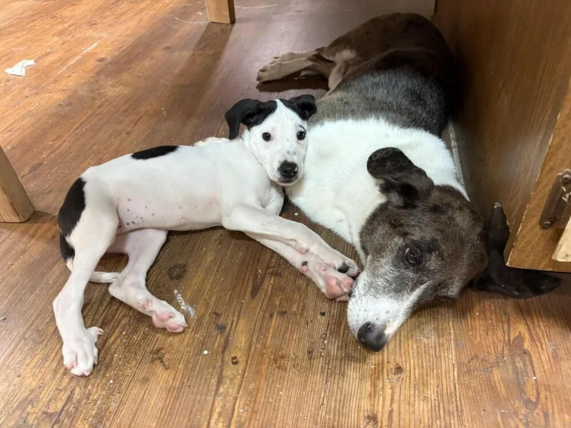 A baby small-sized female Tricolor (Brown, Black, & White) Mixed Breed dog named Polly for adoption in Chattanooga, TN