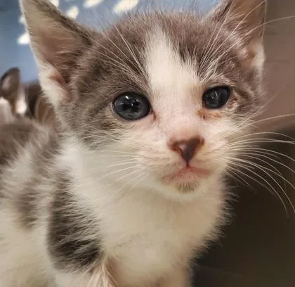 A baby large-sized male Domestic Short Hair cat named Lapris for adoption in Kansas City, MO