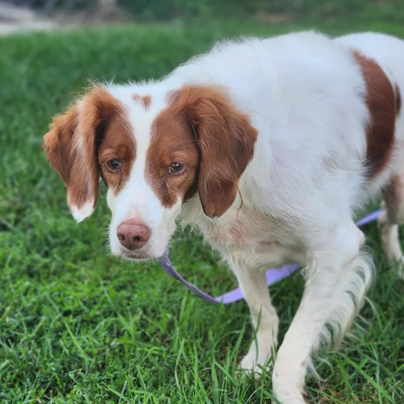 An adult medium-sized female Brittany Spaniel dog named Ginger for adoption in Fenton, MI