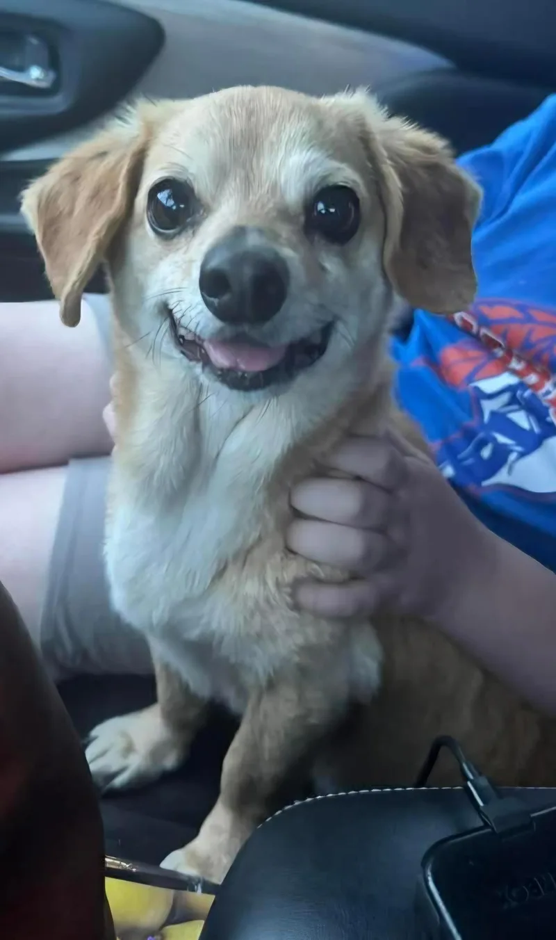 An adult small-sized male Golden Puggle dog named Gunther for adoption in Lexington, KY