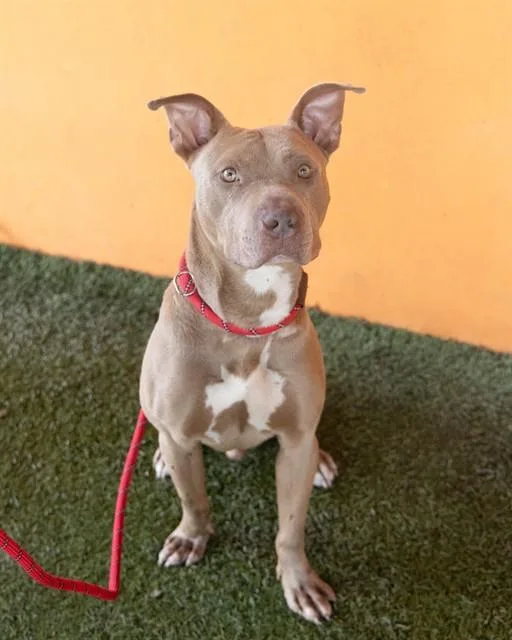 A young medium-sized male American Staffordshire Terrier dog named Ryder for adoption in Miami, FL