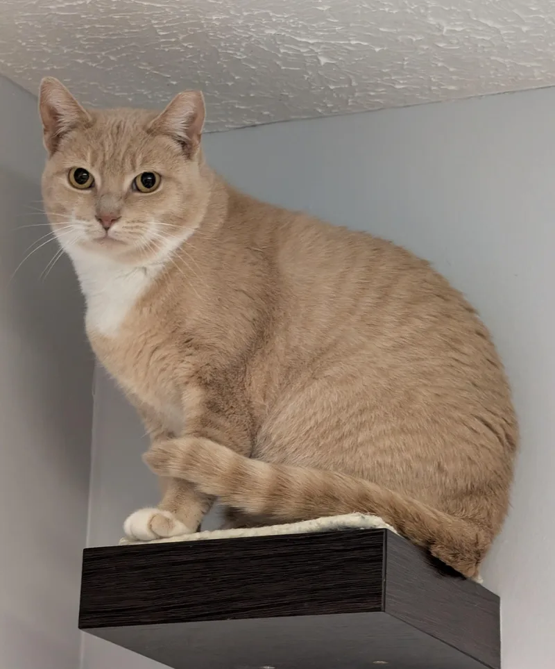An adult medium-sized female Tabby (Orange / Red) Domestic Short Hair cat named Coral for adoption in Brockport, NY