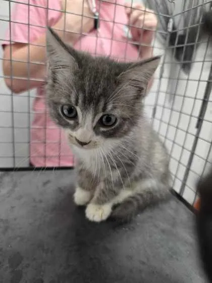 A baby small-sized female Domestic Short Hair cat named Hammy for adoption in Sevierville, TN