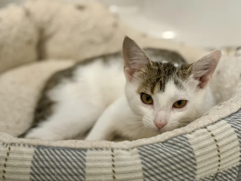 A baby small-sized female Gray & White Domestic Short Hair cat named Willow for adoption in Johnson City, TN