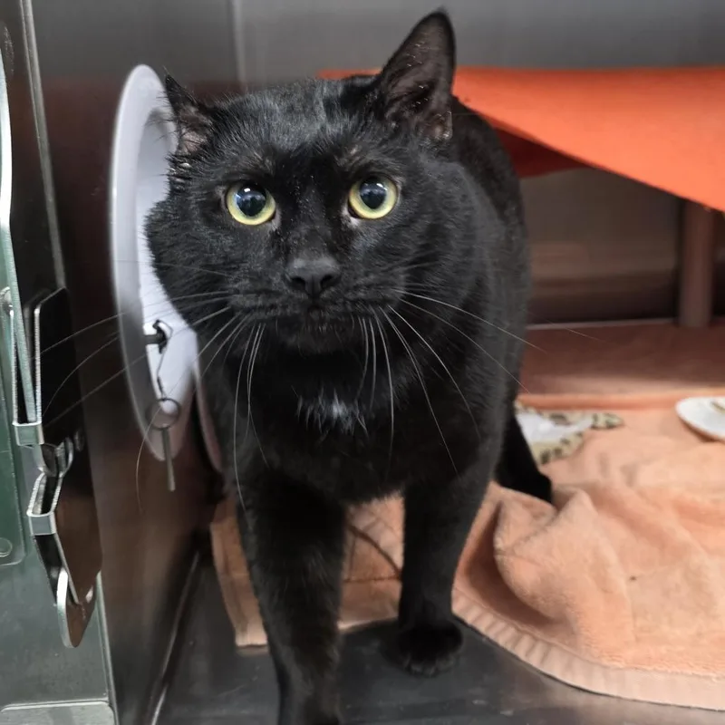 An adult large-sized male Black Domestic Short Hair cat named Malcolm for adoption in Fort Wayne, IN