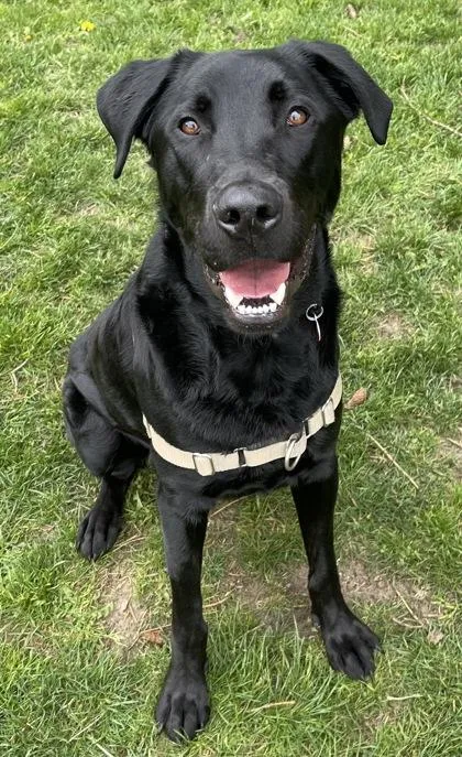 An adult large-sized male Black Labrador Retriever dog named Java for adoption in Stanwood, WA