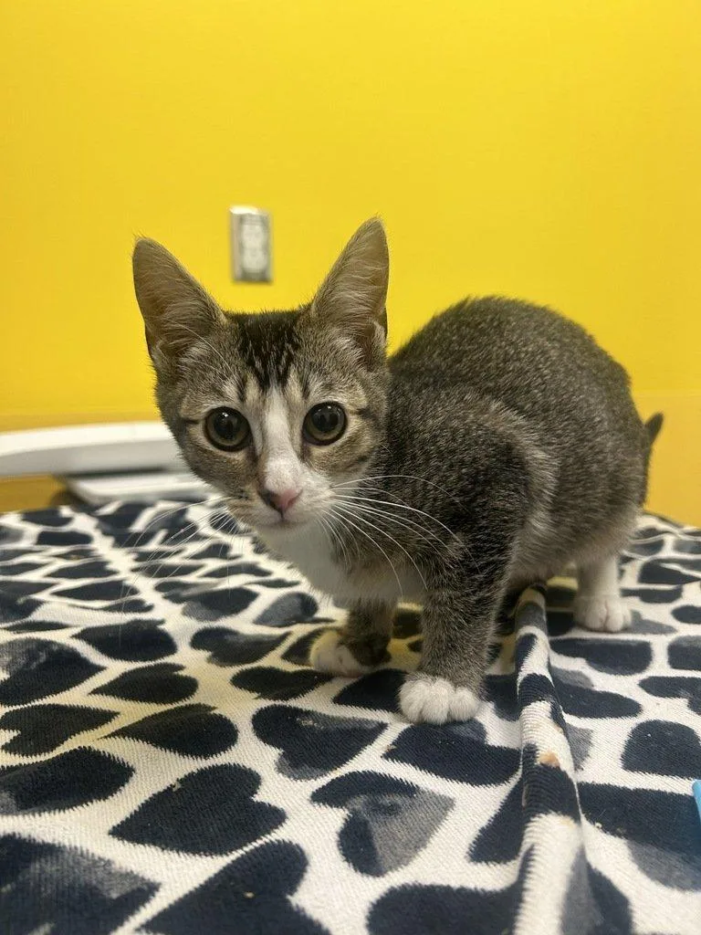 A baby small-sized female Tabby (Brown / Chocolate) Domestic Short Hair cat named Emery for adoption in Raleigh, NC