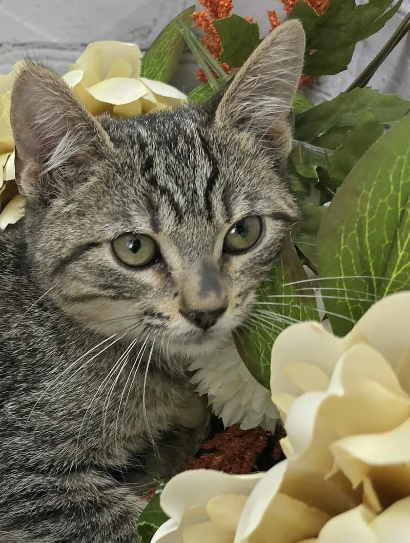 A baby small-sized male Tabby (Gray / Blue / Silver) Domestic Short Hair cat named Parsley  The Broom for adoption in Ocean Springs, MS
