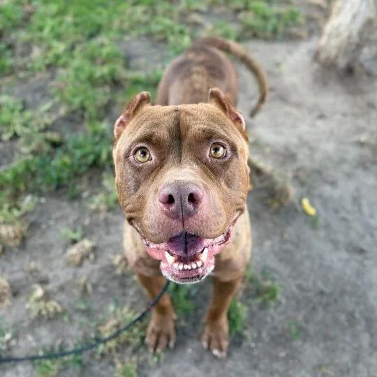 An adult large-sized female Brown / Chocolate American Staffordshire Terrier dog named Praline for adoption in Turlock, CA