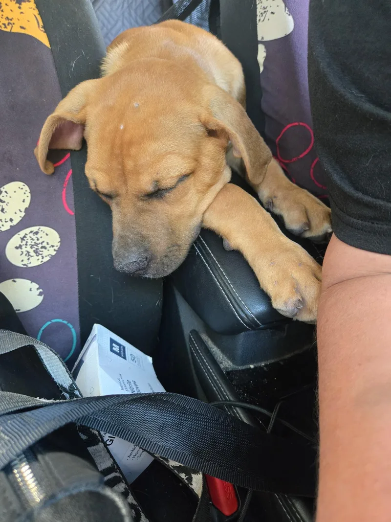 A baby medium-sized male English Bulldog dog named Roy for adoption in Poplarville, MS