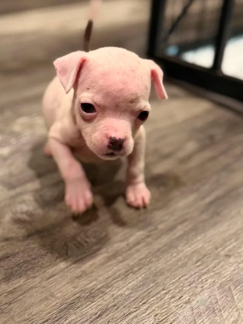 Pippa