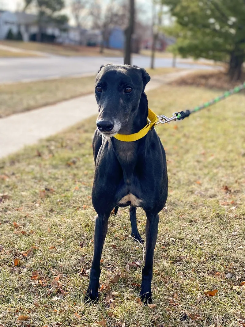 An adult large-sized female Greyhound dog named Lorraine for adoption in Bondurant, IA