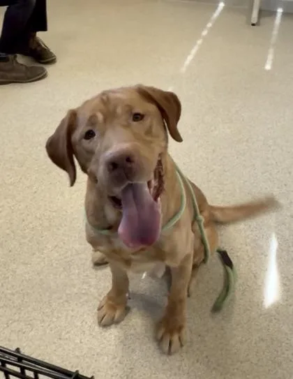 An adult large-sized male Labrador Retriever dog named Biscuits for adoption in Mount Holly, NJ