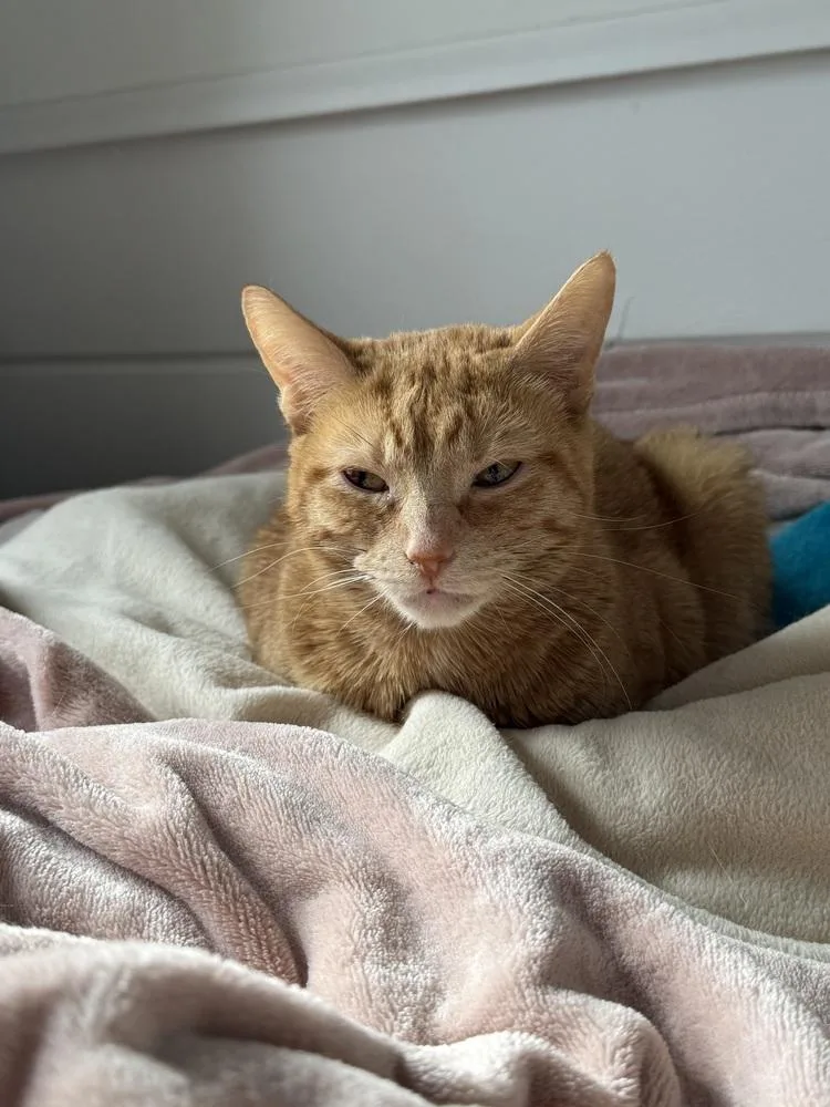 An adult medium-sized female Domestic Short Hair cat named Cutie for adoption in Chicago, IL