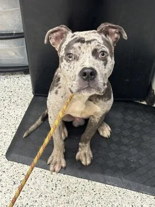 An adult large-sized male Pit Bull Terrier dog named Rocky for adoption in Atlanta, GA