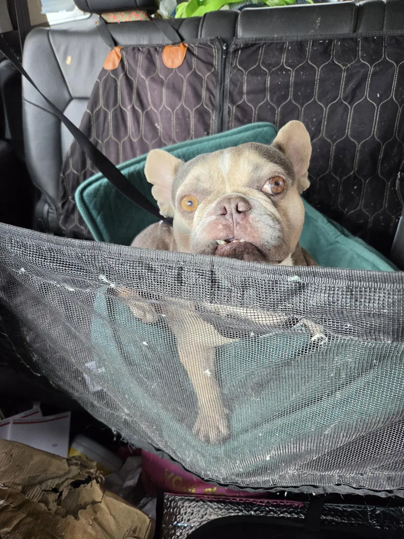 A young medium-sized male French Bulldog dog named Frankie  M for adoption in Tampa, FL