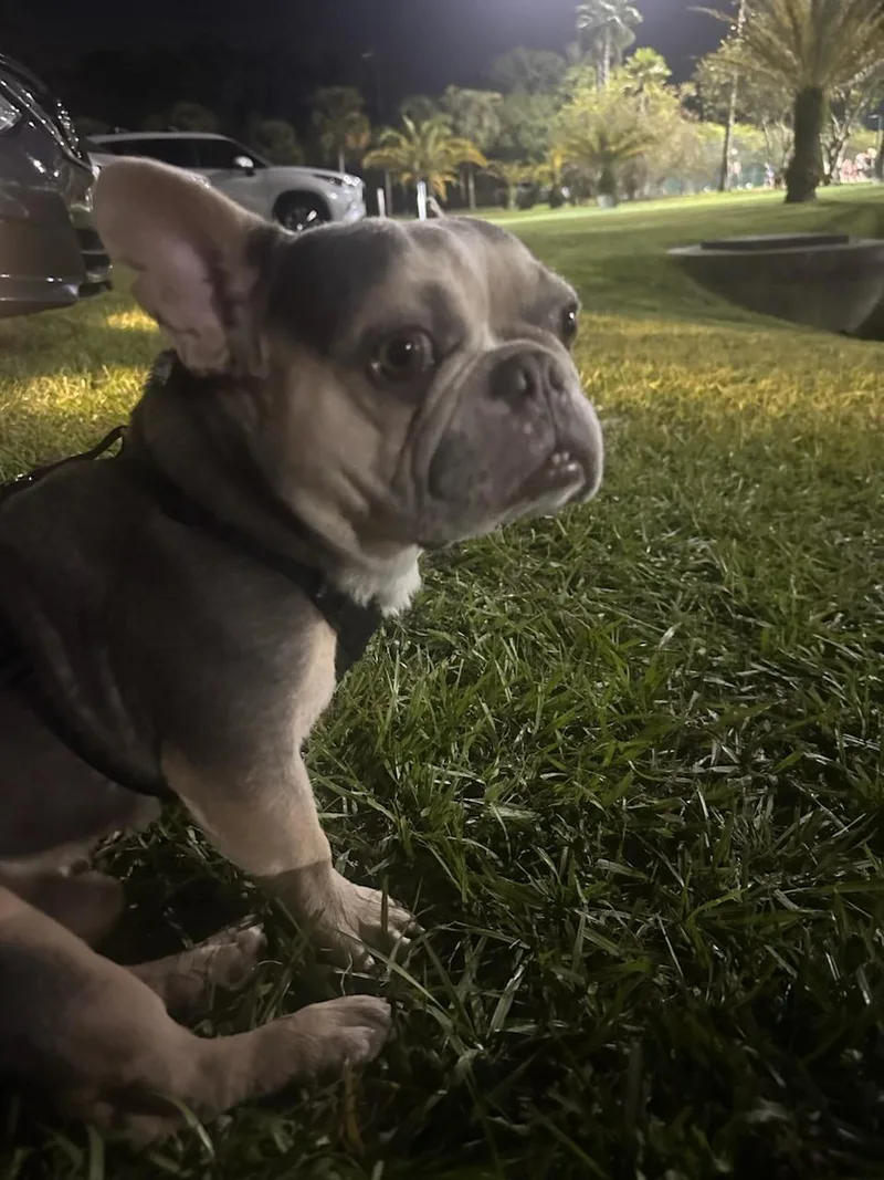 Frankie  M thumbnail 2