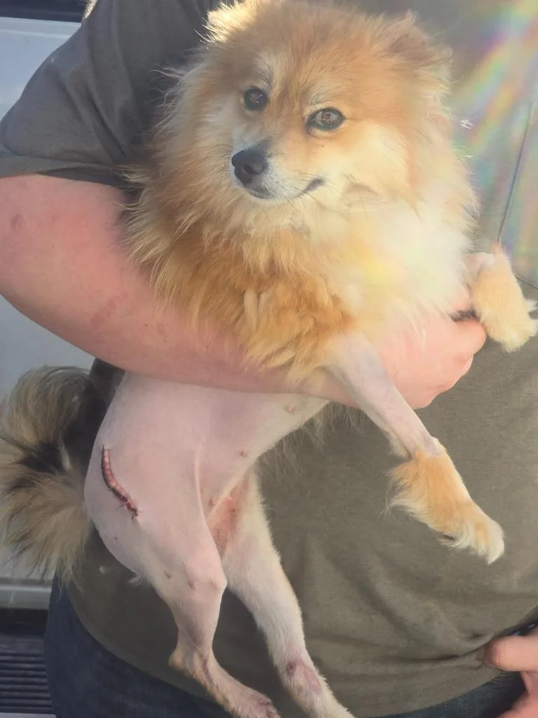 An adult small-sized female Pomeranian dog named Sunshine Daisies $ for adoption in Milwaukee, WI