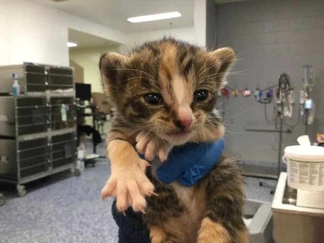 A baby small-sized female Domestic Short Hair cat named Almond for adoption in Thousand Palms, CA