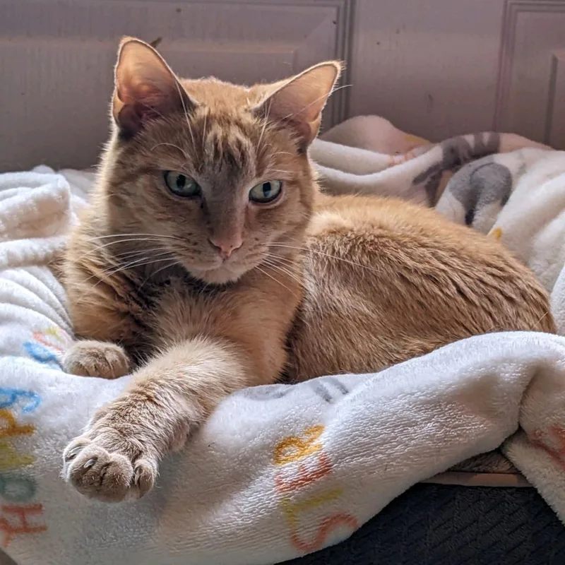 Garfield thumbnail 2