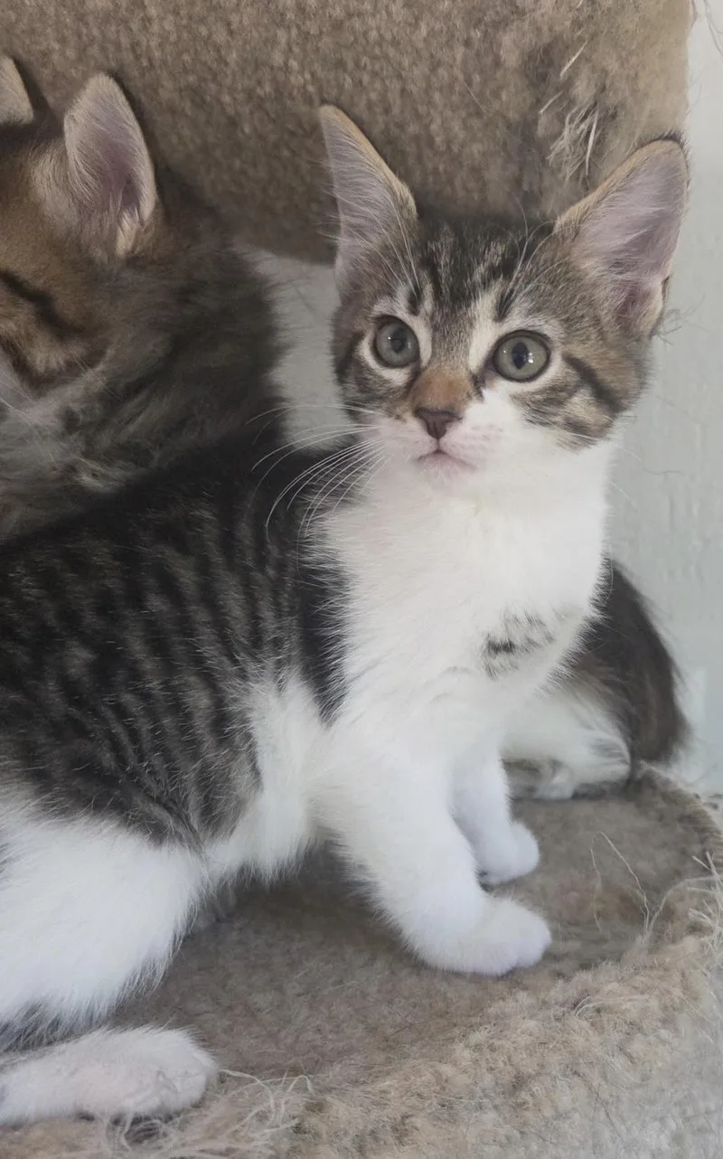 A baby medium-sized female Domestic Short Hair cat named Ivy Shewman for adoption in Stowe, PA