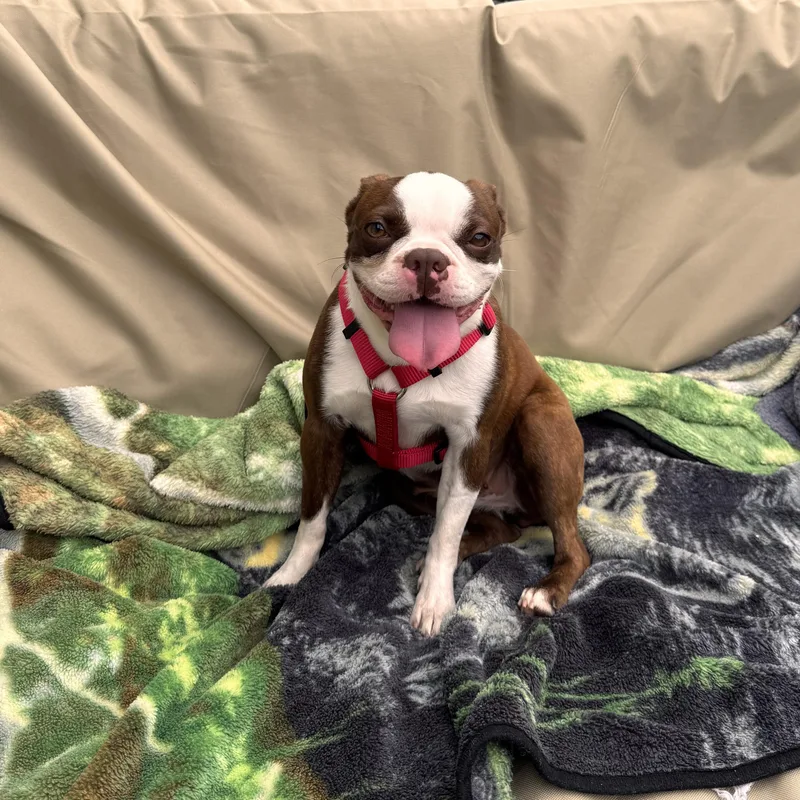 A young small-sized female White / Cream Boston Terrier dog named Tulsa In Mo for adoption in Elkhorn, NE