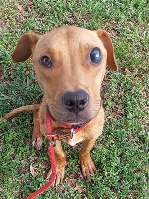 A young medium-sized male American Staffordshire Terrier dog named Bono for adoption in Fort Lauderdale, FL