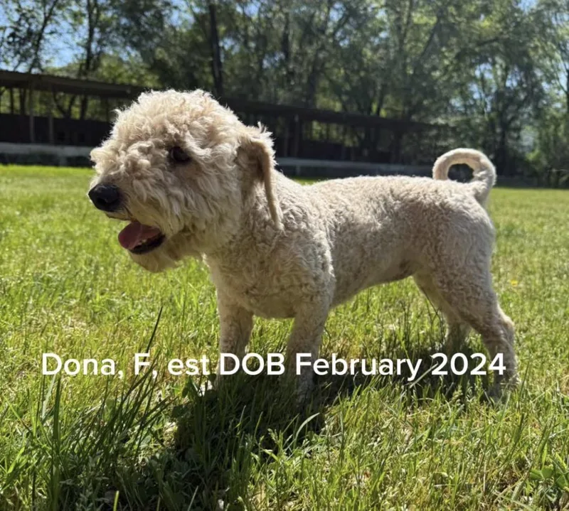 A young small-sized female White / Cream Bichon Frise dog named Dona for adoption in Shrewsbury, MA