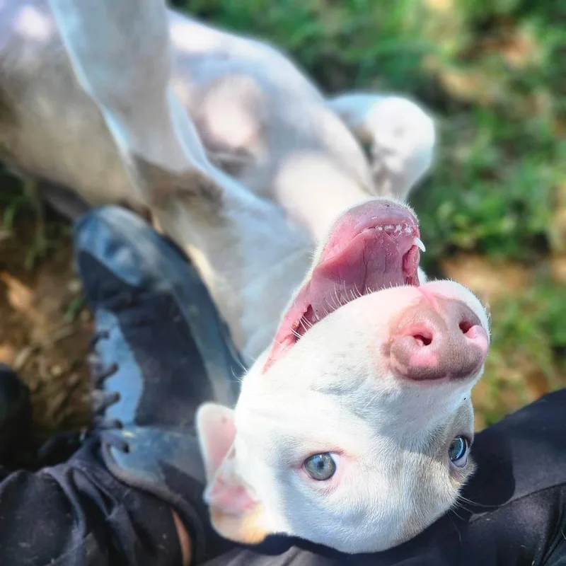 A young medium-sized female Yellow / Tan / Blond / Fawn Pit Bull Terrier dog named Peekaboo for adoption in Graham, TX