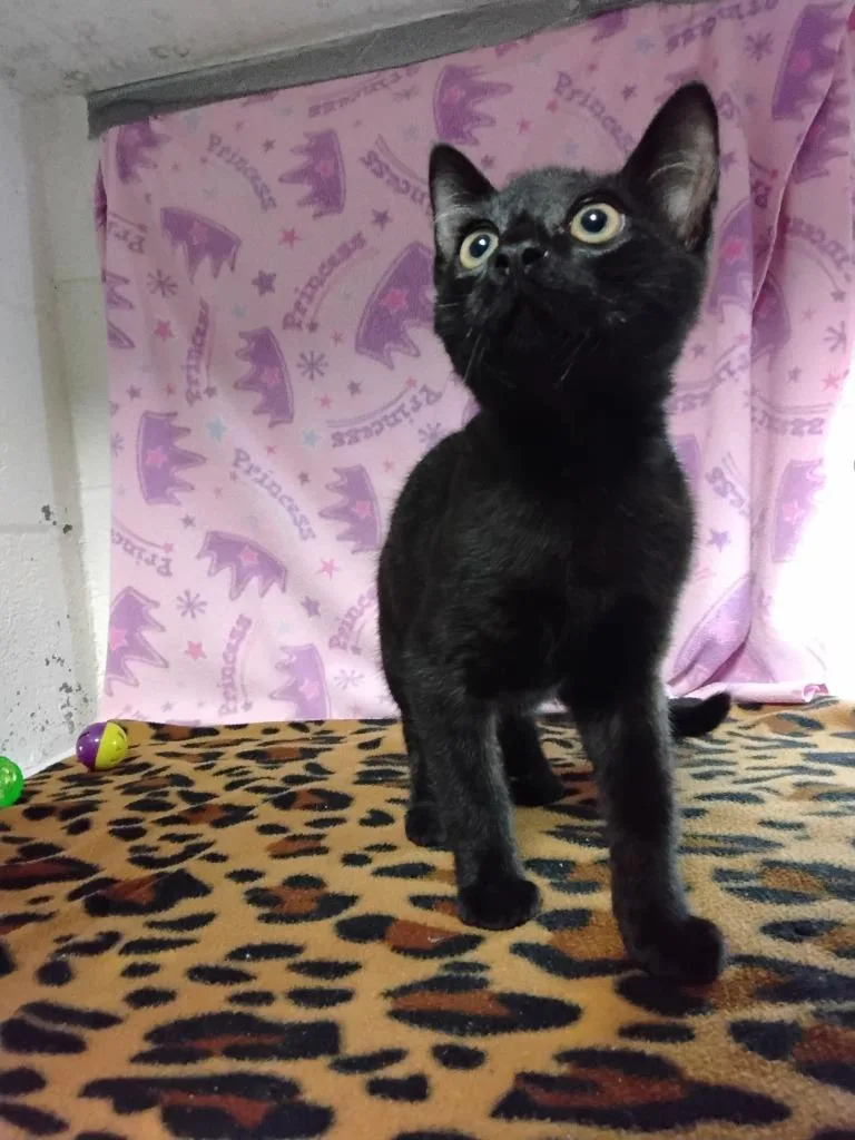 A baby small-sized male Domestic Short Hair cat named Qureese for adoption in Ada, OK