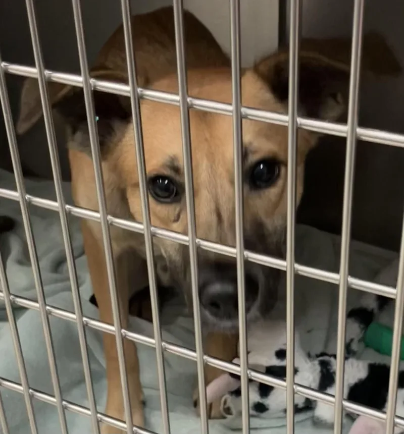 A baby medium-sized male Yellow / Tan / Blond / Fawn Mountain Cur dog named William for adoption in Parma, OH