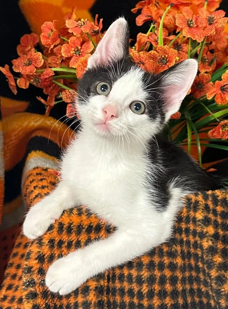 A baby small-sized male Domestic Short Hair cat named Mochi for adoption in Stillwater, OK