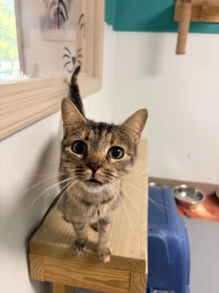 A young medium-sized female Domestic Short Hair cat named Gwenni for adoption in Batesville, AR