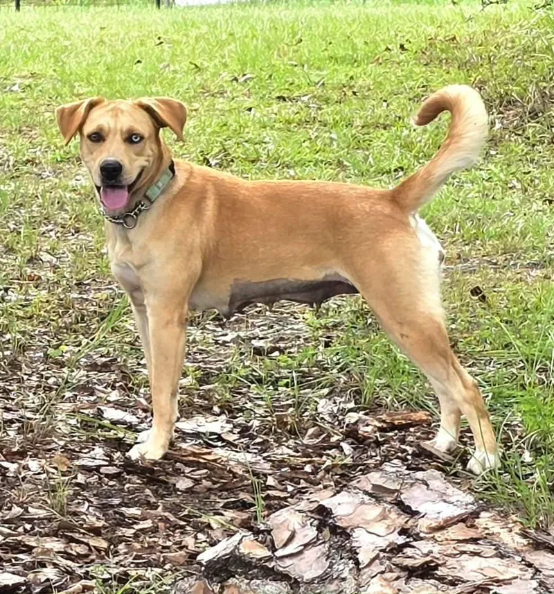 An adult medium-sized female Labrador Retriever dog named Bella for adoption in BONIFAY, FL