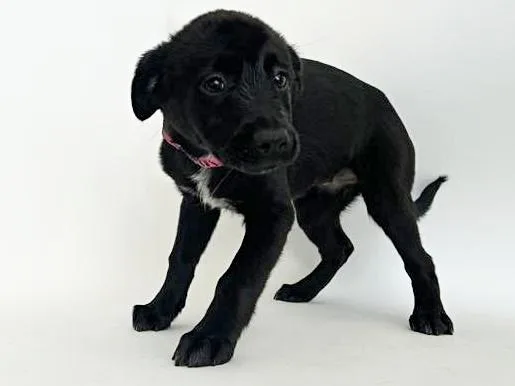 A baby small-sized female Terrier dog named Aspen for adoption in Saint Louis, MO