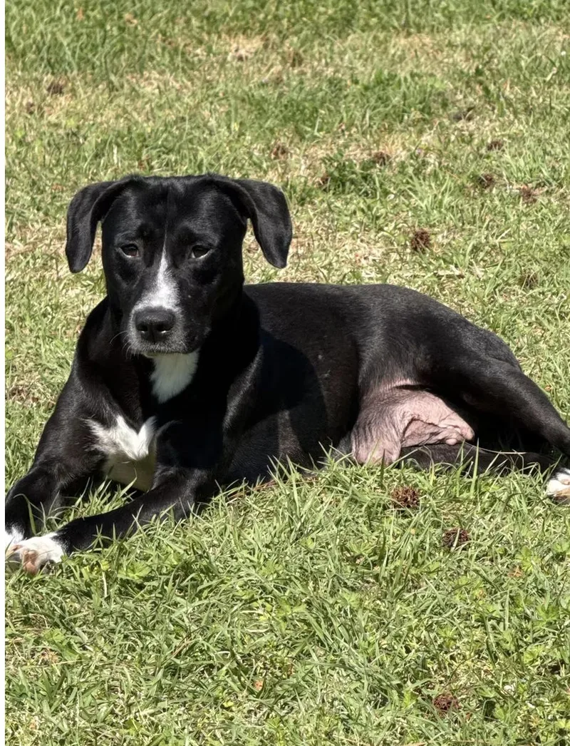 An adult medium-sized female Black Mixed Breed dog named Bagel for adoption in Charleston, SC