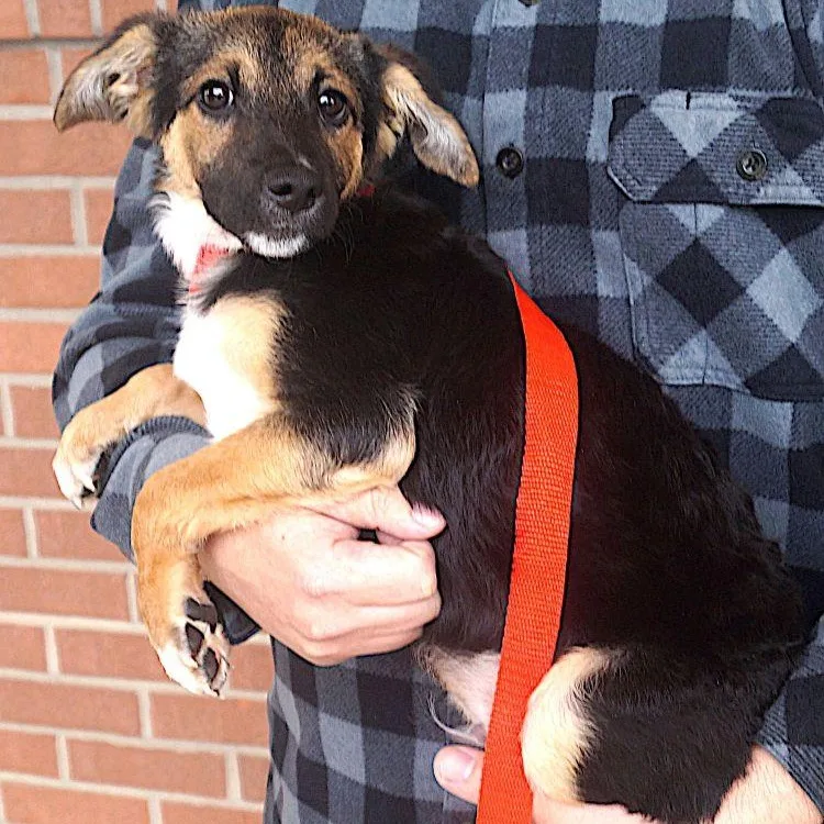 A young medium-sized male Bicolor Shepherd dog named Aldo for adoption in Carrollton, TX