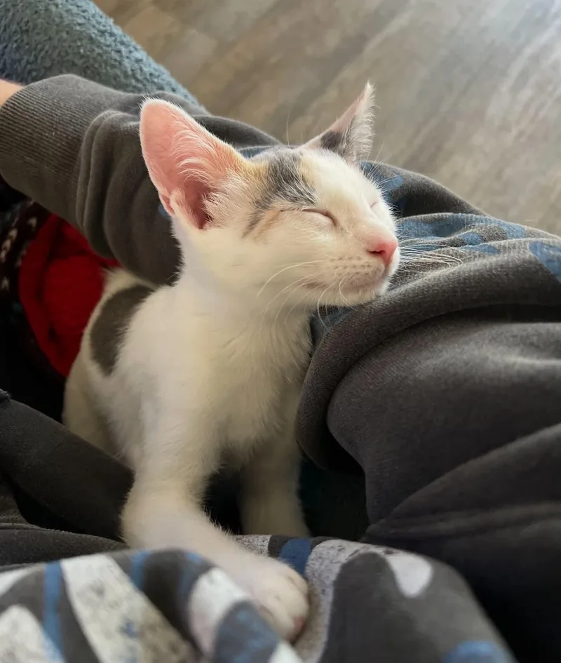 A baby medium-sized female Dilute Calico cat named Nina for adoption in Broken Arrow, OK