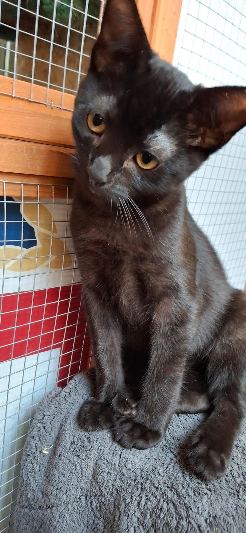 Hercules thumbnail 2