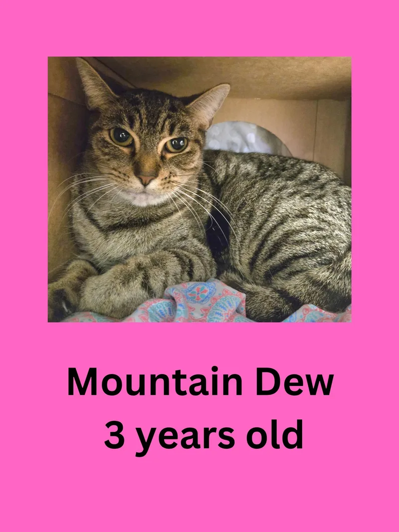 Mountain Dew