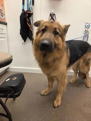 An adult extra large-sized male German Shepherd Dog dog named Oakley for adoption in South Bend, IN