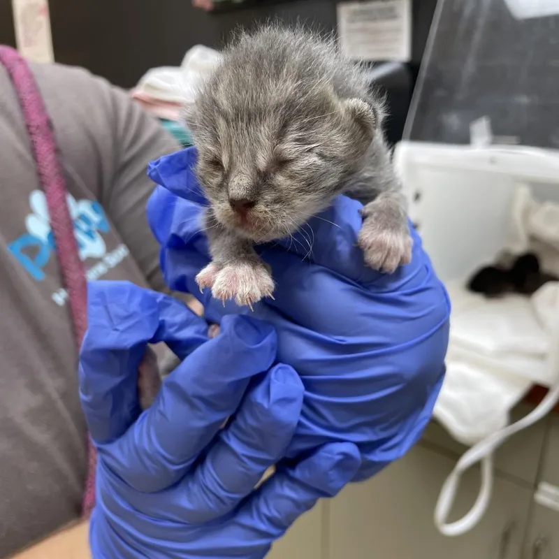 A baby small-sized female Domestic Short Hair cat named Morel for adoption in Columbus, GA