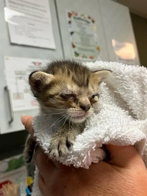 A baby small-sized female Domestic Short Hair cat named Vail for adoption in Jacksonville, FL