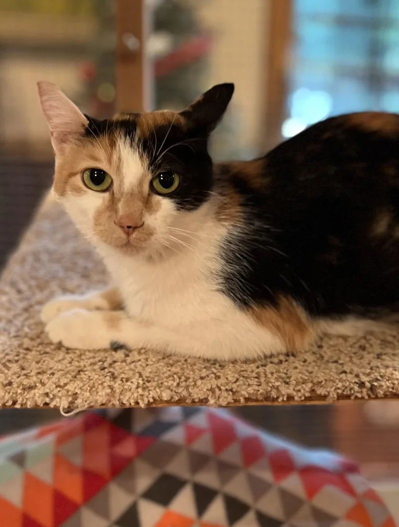 A young medium-sized female Domestic Short Hair cat named Lo for adoption in Estherville, IA