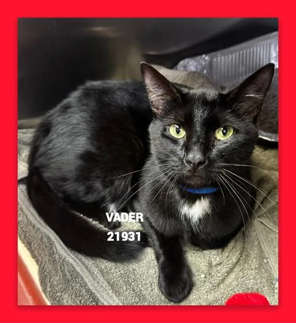 An adult medium-sized male Black & White / Tuxedo Domestic Short Hair cat named Vader for adoption in Marietta, GA