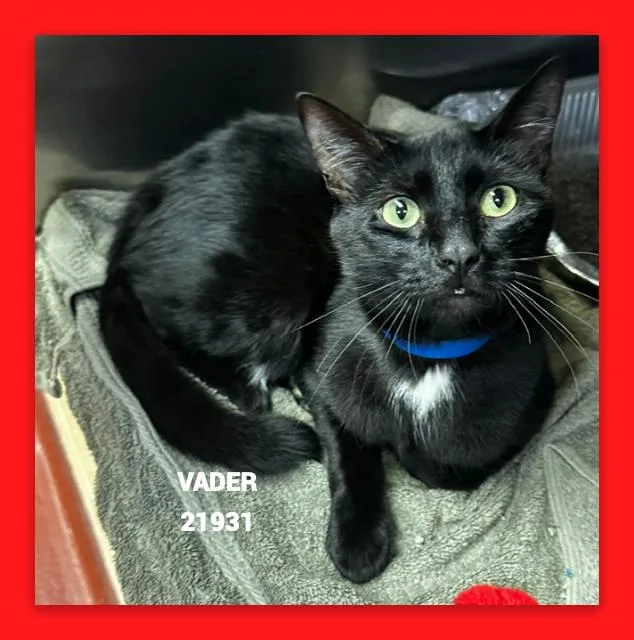 Vader thumbnail 2