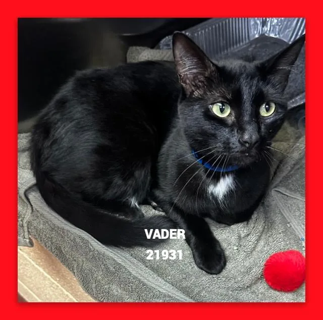 Vader thumbnail 4