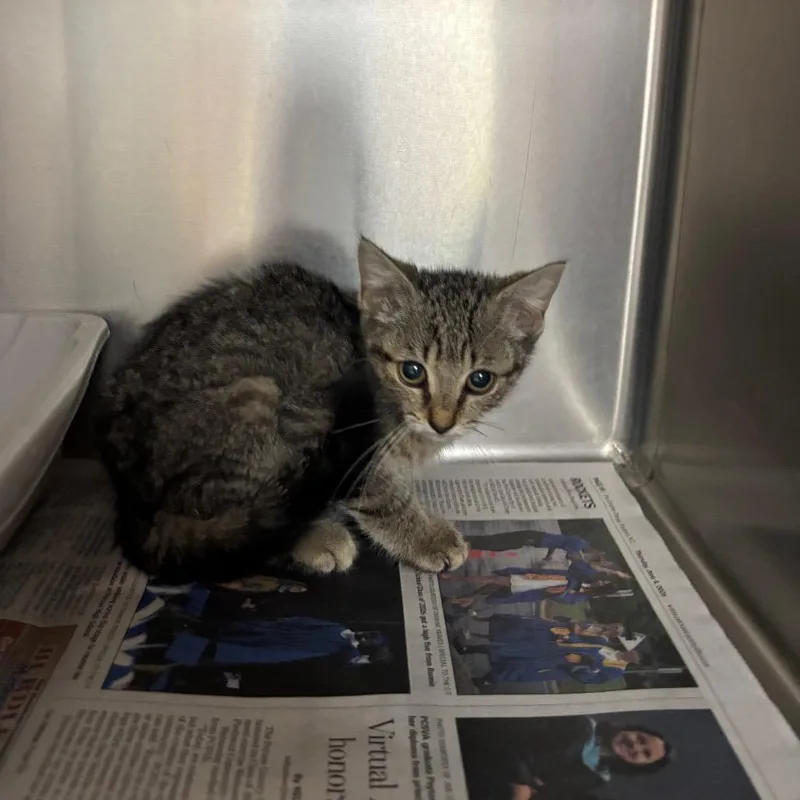 A baby small-sized female Gray / Blue / Silver Domestic Short Hair cat named Stray Stuarts for adoption in Roxboro, NC