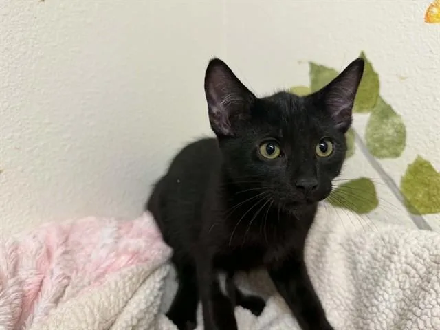 A baby small-sized male Domestic Short Hair cat named Onyx for adoption in McKinleyville, CA